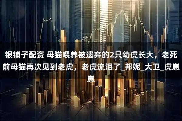 银铺子配资 母猫喂养被遗弃的2只幼虎长大，老死前母猫再次见到老虎，老虎流泪了_邦妮_大卫_虎崽